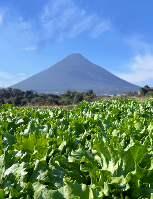 野菜の生産事業